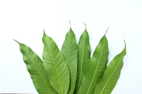 Fresh green mango leaves,leaf isolate on white background Stock Photos