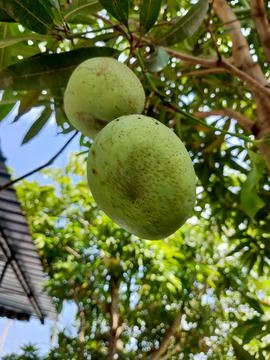 Fresh green mango. Stock Photos