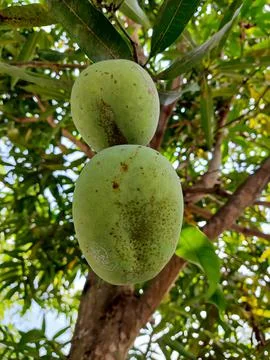 Fresh green mango. 스톡 사진