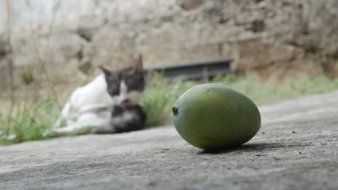 Fresh Green Mango Resting on Concrete with a Black and White Cat Blurred in the Stock Footage 341868034