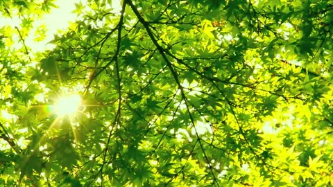 Fresh Green Maple and Shining Sun Stockbeeldmateriaal 330607197