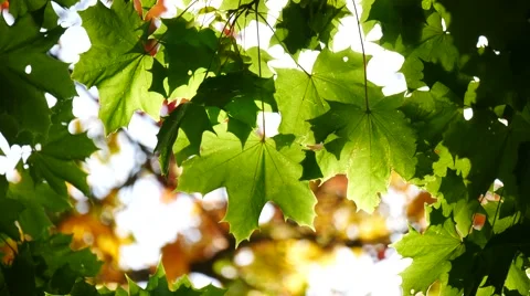 Fresh green maple foliage Stock Footage 56696991