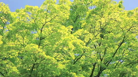 Fresh Green of the Maple 스톡 동영상 332454369