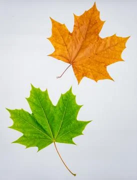 Fresh Green Maple Leaf and Brown Dry Leaf Isolated on White Background Repr.. Stock Photos