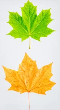 Fresh Green Maple Leaf and Brown Dry Leaf Isolated on White Background Repr.. Stock Photos