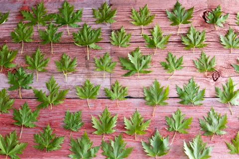 Fresh green maple leaf background pattern Stock Photos