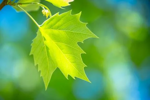 Fresh green maple leaf Stock Photos