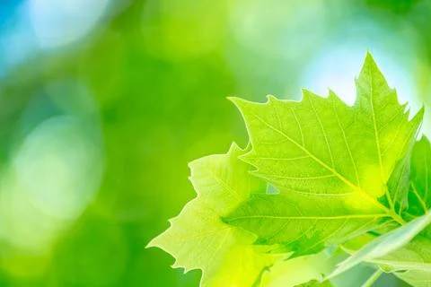 Fresh green maple leaf Stock Photos