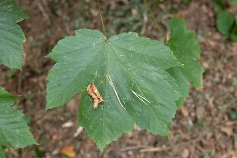 Fresh green maple leaf rests on forest floor Stock-Fotos