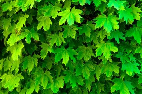 Fresh green maple leaf texture Stock Photos