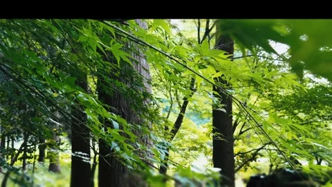 Fresh Green Maple Leaves in Forest Stock Footage 314342597