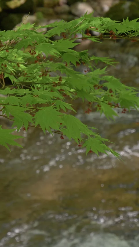 Fresh Green Maple Leaves Over Mountain Stream Vertical Video Stockbeeldmateriaal 346062647