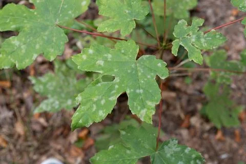 Fresh green maple leaves show white spots Stock Photos