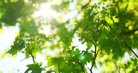 Fresh green maple leaves on a tree sway in the wind against bright sunshine in Vidéo 272769248