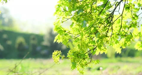 Fresh green maple leaves on a tree branch sway in the wind, springtime, blooming 動画素材 273368073