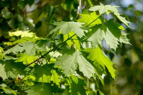 Fresh green maple leaves on a tree branch Stock Photos