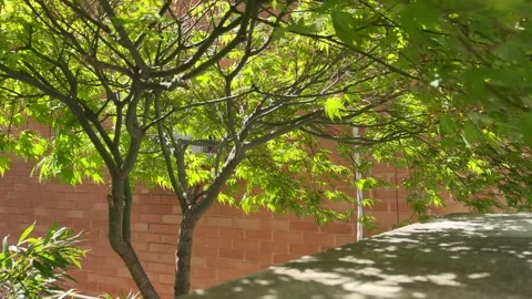 Fresh Green Maple Tree Leaves Against Red Brick Wall Stock Footage 337548392