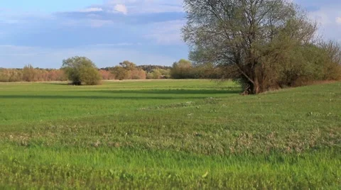 Fresh green meadow with one big tree. Stock-Footage 62810624