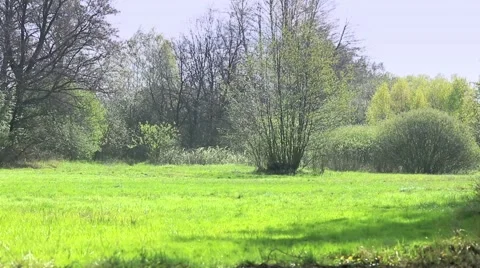 Fresh green meadow with one big tree. Stock-Footage 62811004