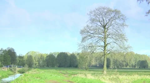 Fresh green meadow with one big tree. Stock-Footage 62811205