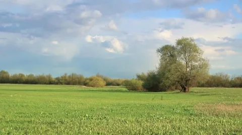 Fresh green meadow with one big tree. Stock-Footage 62812096