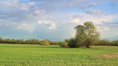 Fresh green meadow with one big tree. Stock-Footage 62812448