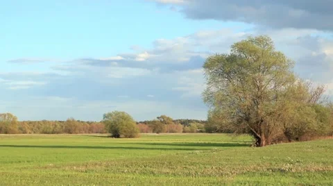 Fresh green meadow with one big tree. Stock-Footage 62813468
