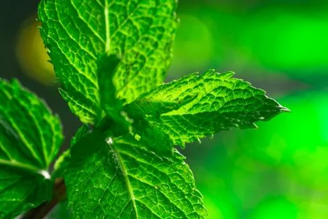 Fresh green mint close-up on a background Stock Photos