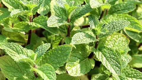 Fresh Green Mint Herb Stock Footage 74757294