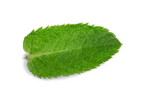 Fresh green mint leaf on white background Stock Photos