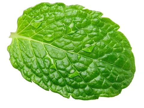 Fresh green mint leaf on white background Stock Photos