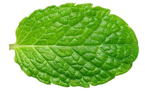 Fresh green mint leaf on white background Stock Photos
