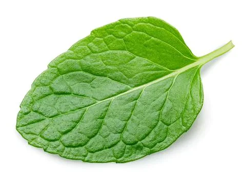 Fresh green mint leaf on white background Stock Photos