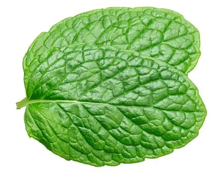 Fresh green mint leaf on white background Stock Photos