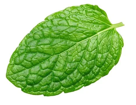 Fresh green mint leaf on white background Stock Photos