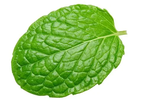 Fresh green mint leaf on white background Stock Photos