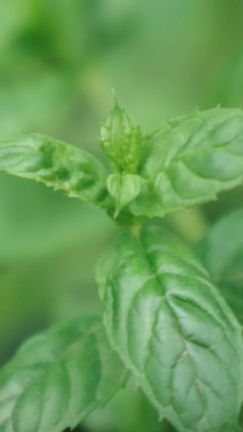 Fresh green mint leaves close up in garden Stock Footage 346397129