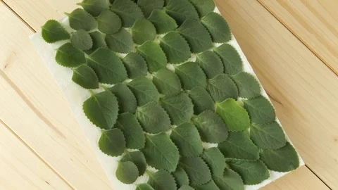 Fresh green mint leaves drying on paper Stock Footage 337441331