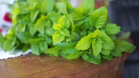 Fresh Green Mint leaves Stock Footage 156454660