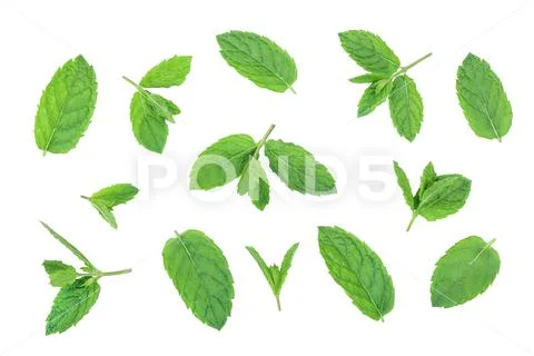 Fresh green mint leaves isolated on white background, top view. Flat lay Stock Photos