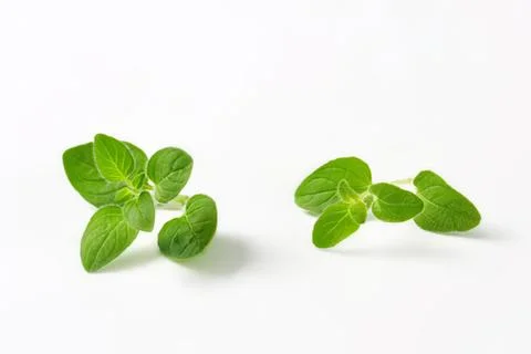Fresh green mint leaves on plain surface Stock Photos