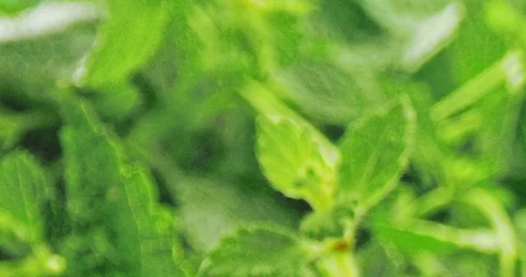 Fresh green mint. Macro wide dolly shot.Shot on Laowa and Red Dragon Stock Footage 124012149