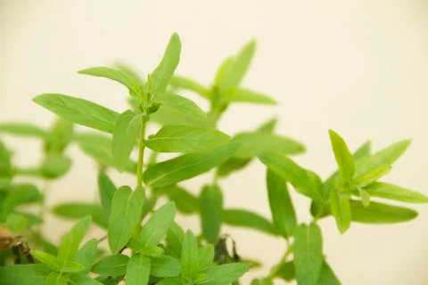 Fresh green mint 库存照片
