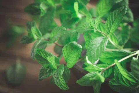 Fresh green mint Stock Photos