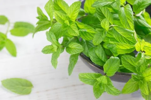 Fresh green mint Stock Photos