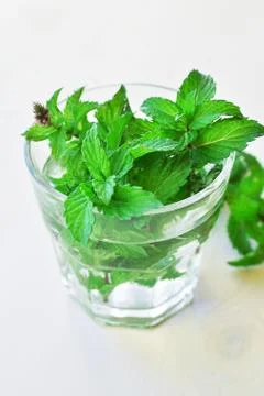 Fresh green mint Stock Photos