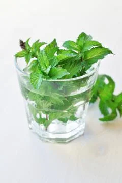 Fresh green mint Stock Photos
