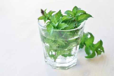 Fresh green mint Stock Photos