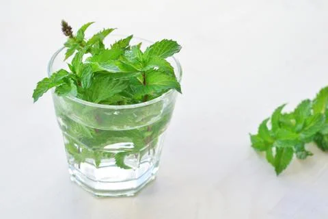 Fresh green mint Stock Photos