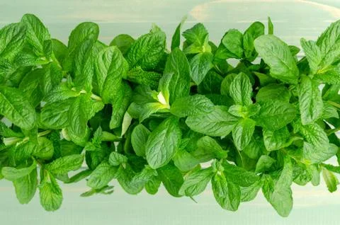 Fresh green mint. Stock Photos
